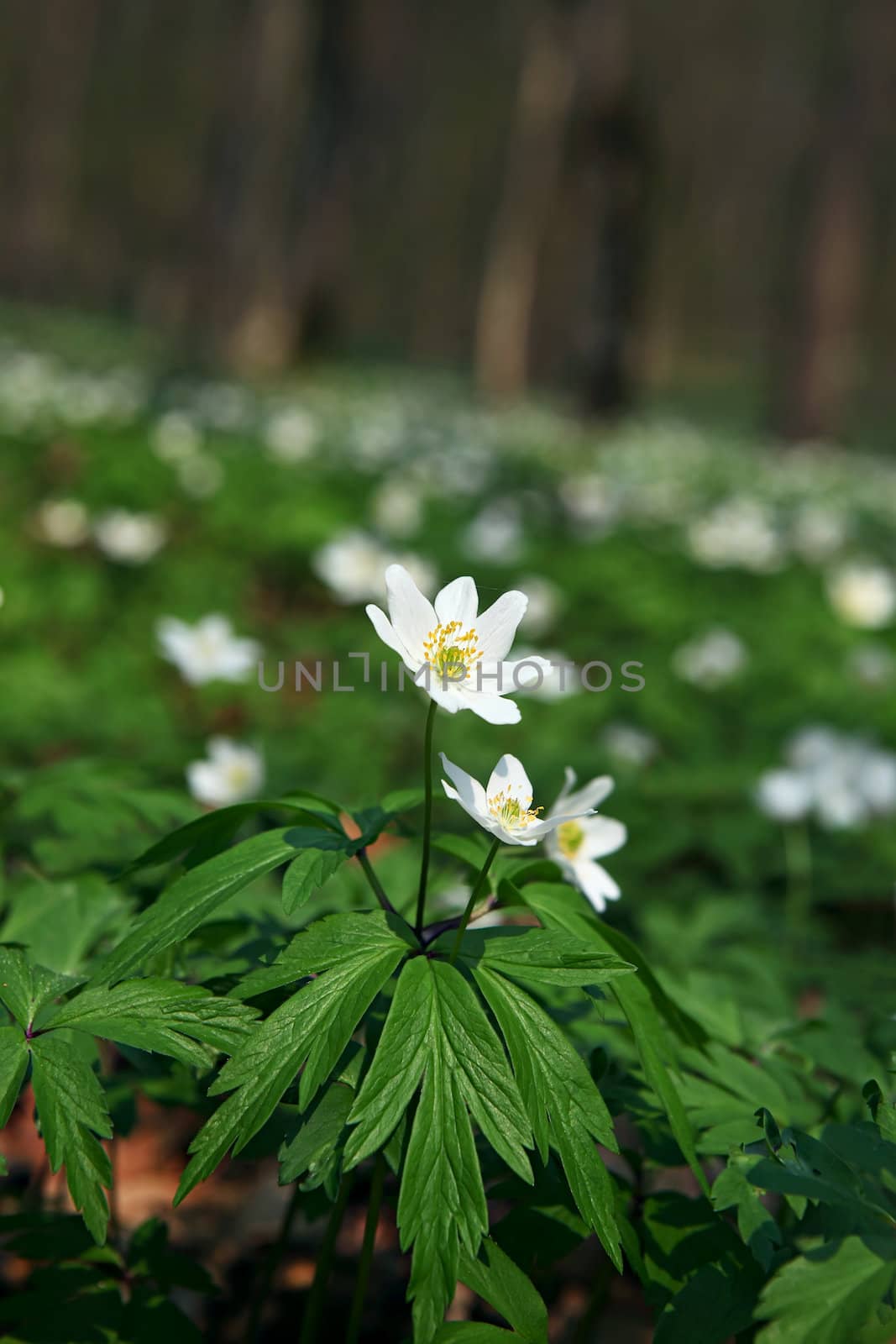 Anemone sylvestris. First spring flowers