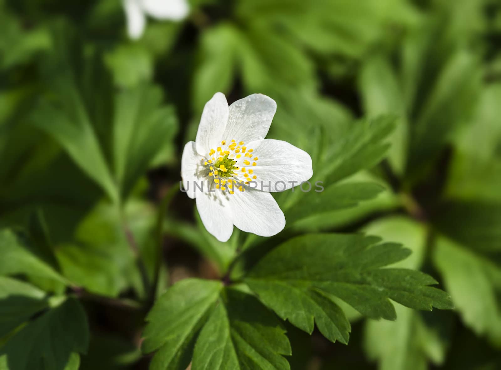  Anemone sylvestris. First spring flowers by palinchak