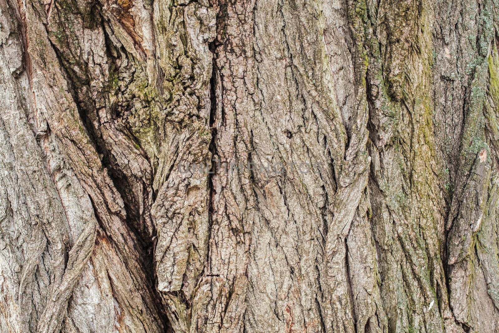 Old tree bark for natural textured background