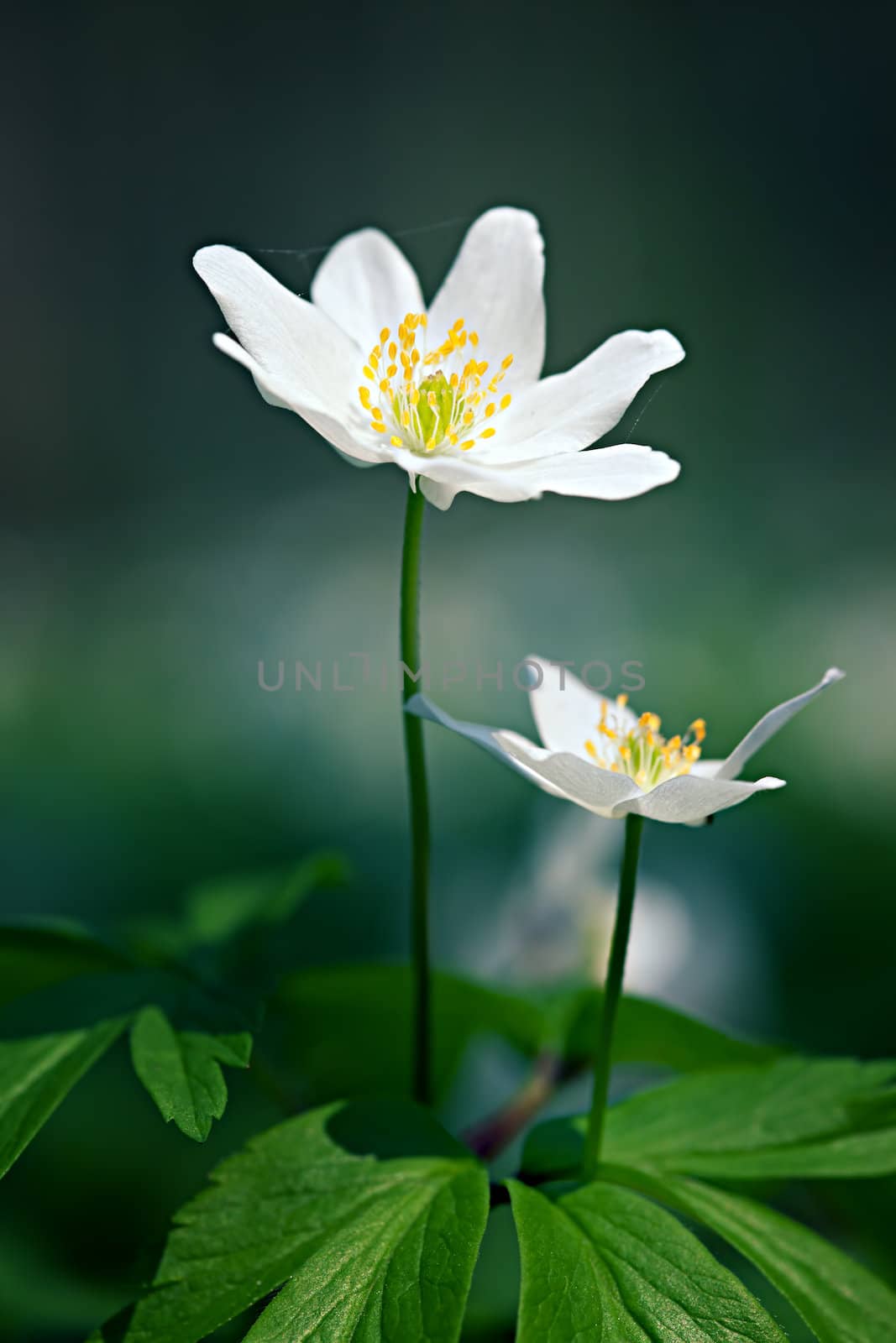 Anemone sylvestris. First spring flowers