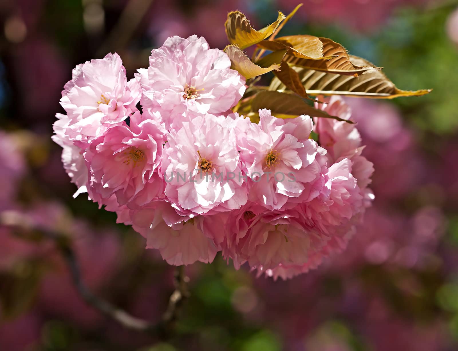 Cherry blossom. Sakura. Prunus serrulata