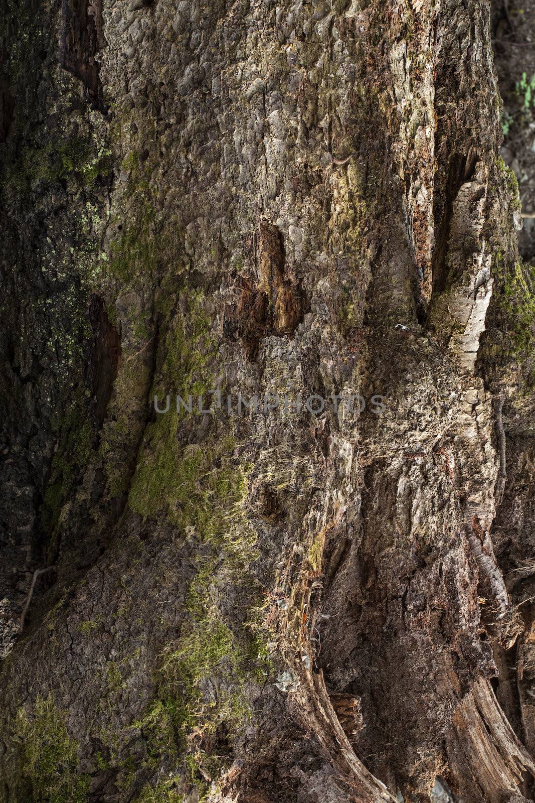 Trunk of an old tree. Natural textured background