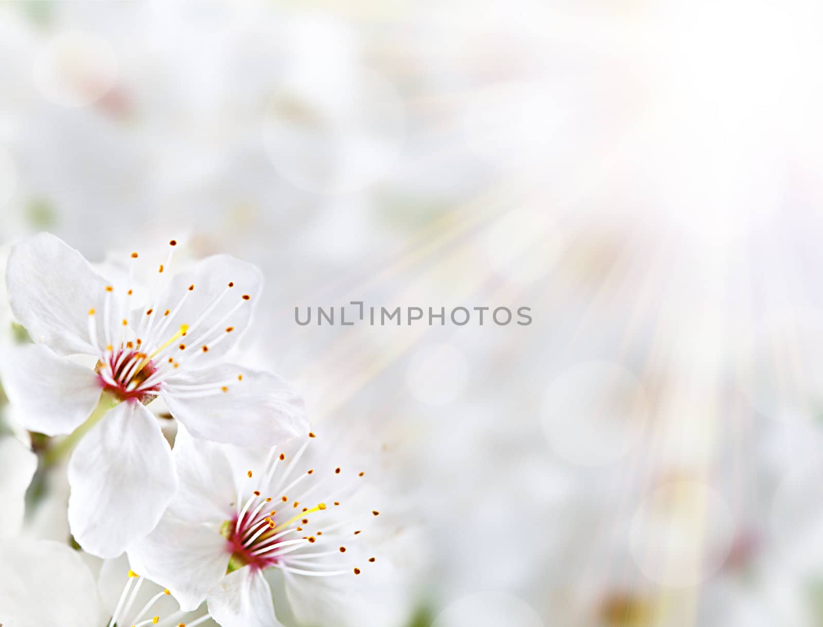 Soft floral background. Spring flowers