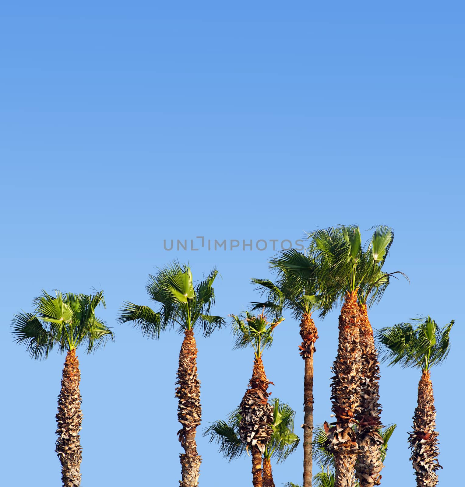 Group of palm trees against the blue sky