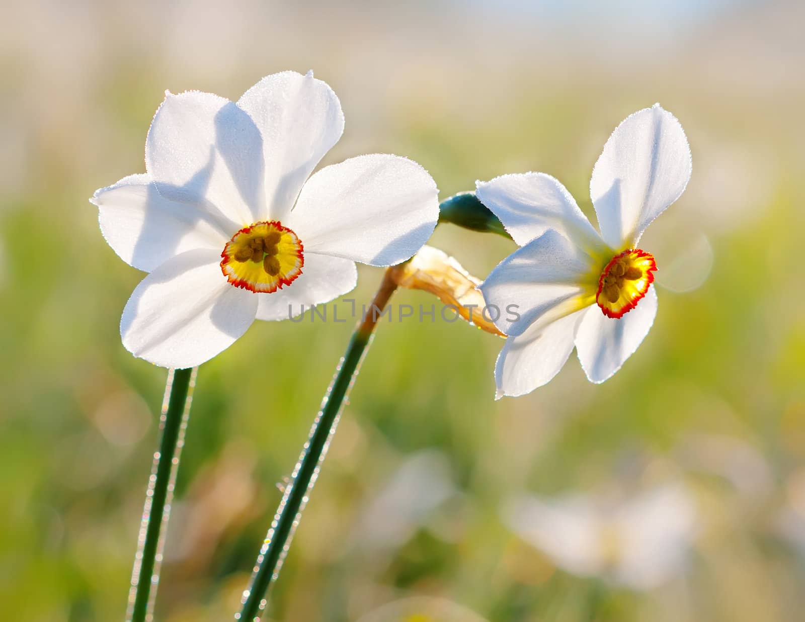 Narcissus flower blooming on blured background