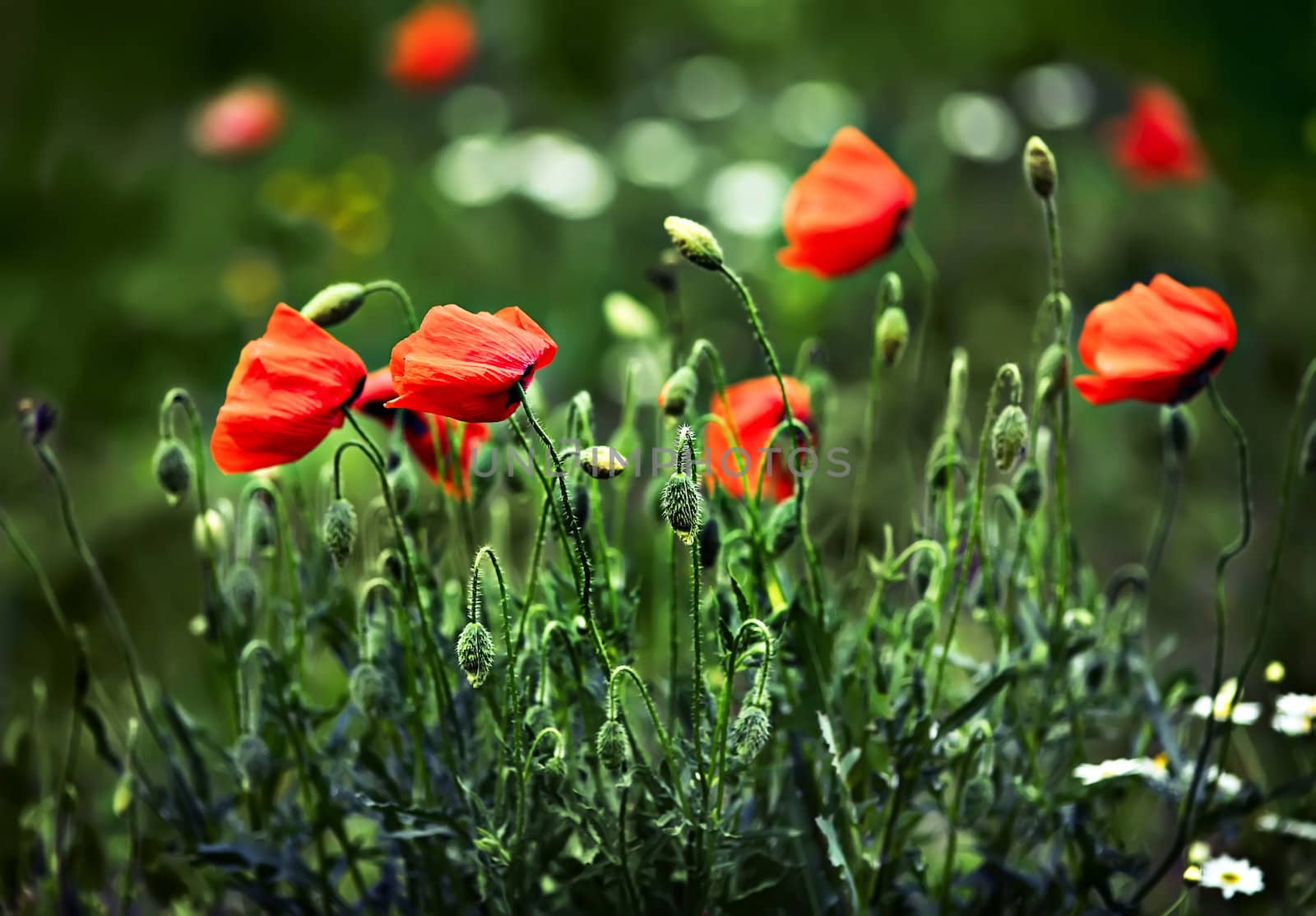 Poppy in green grass