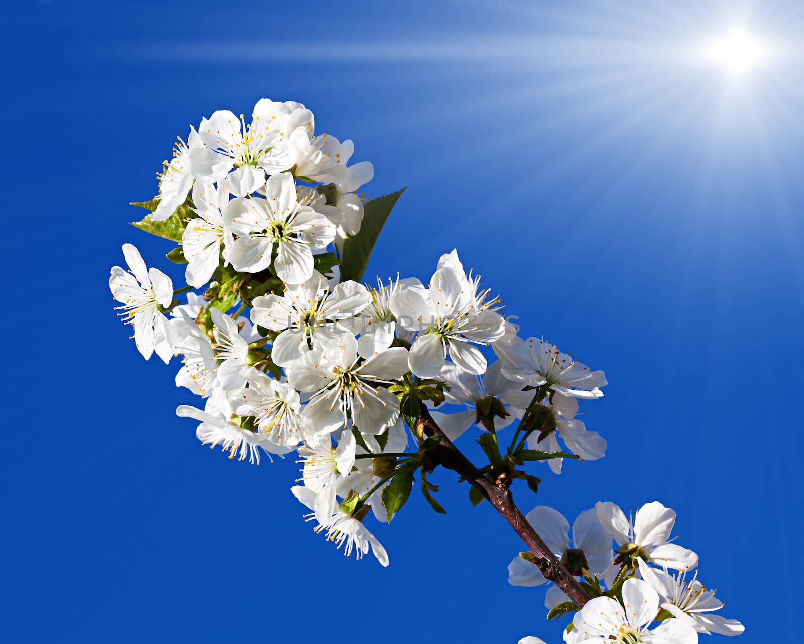 Spring flowers tree in sun light against a blue sky
