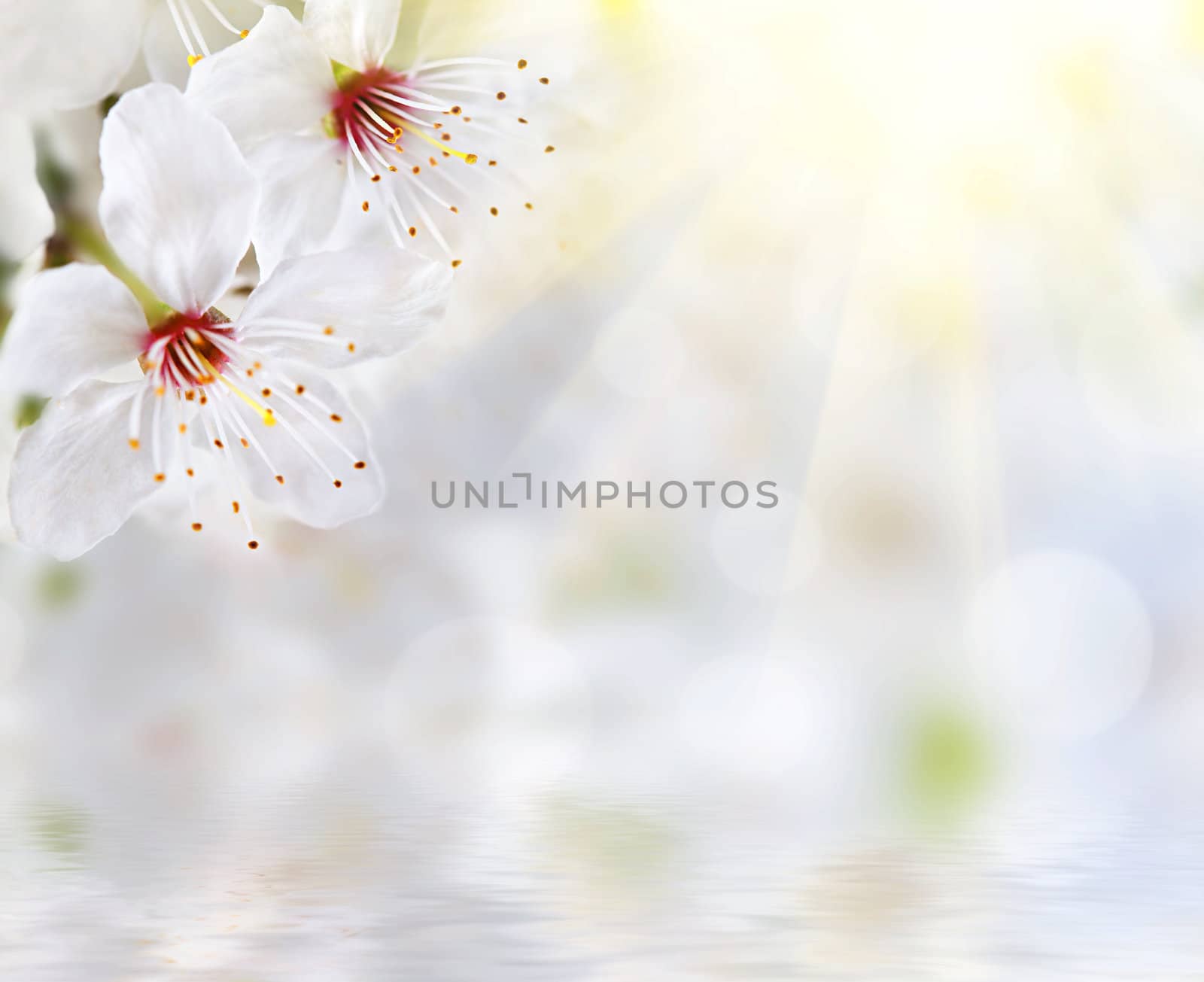 Soft floral background by palinchak