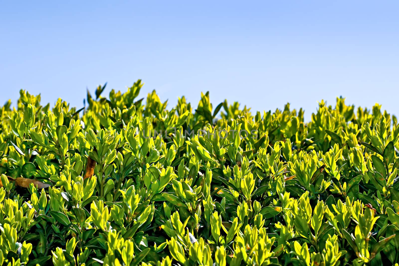 Leaves in backlit on blue sky