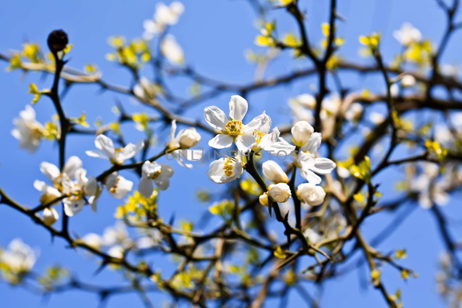 Poncirus Trifoliata. White spring flowers and blue sky