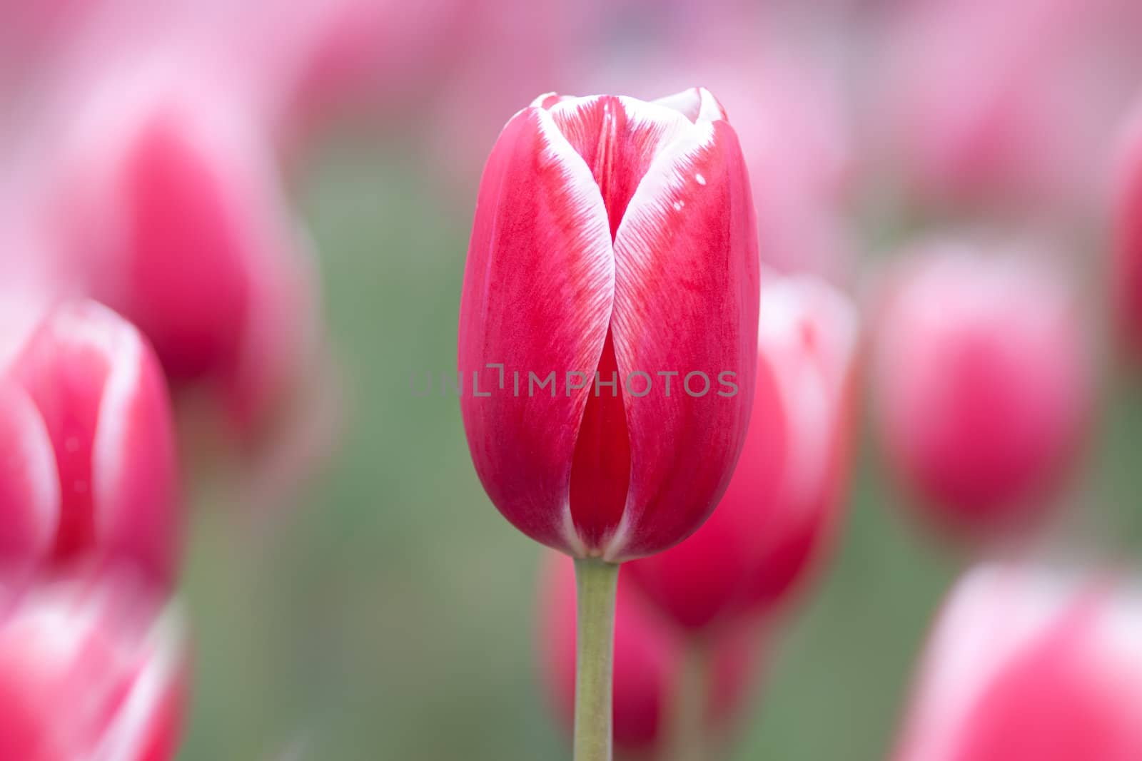 Pink tulips on a soft floral background