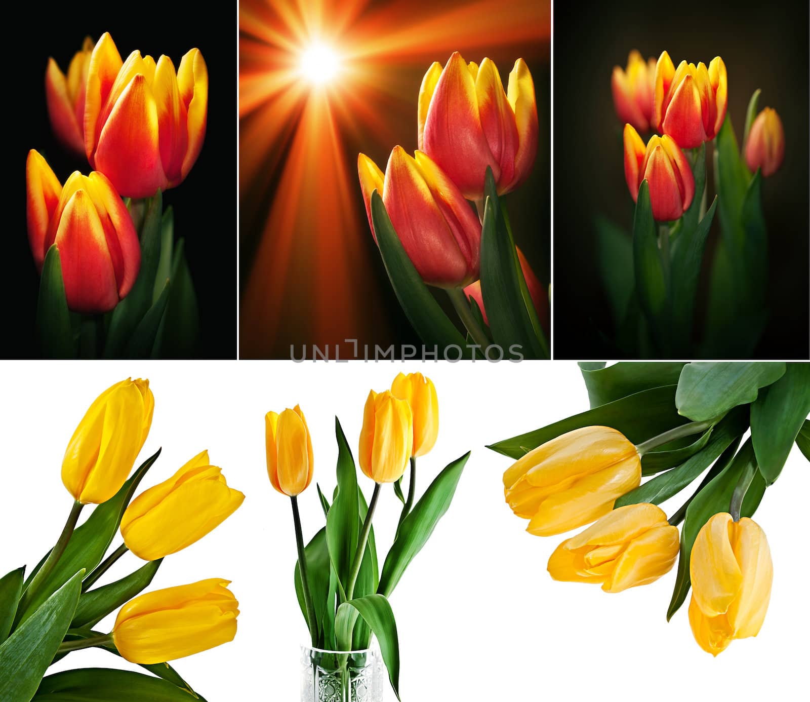 Yellow red tulips bouquet set of 6 photos