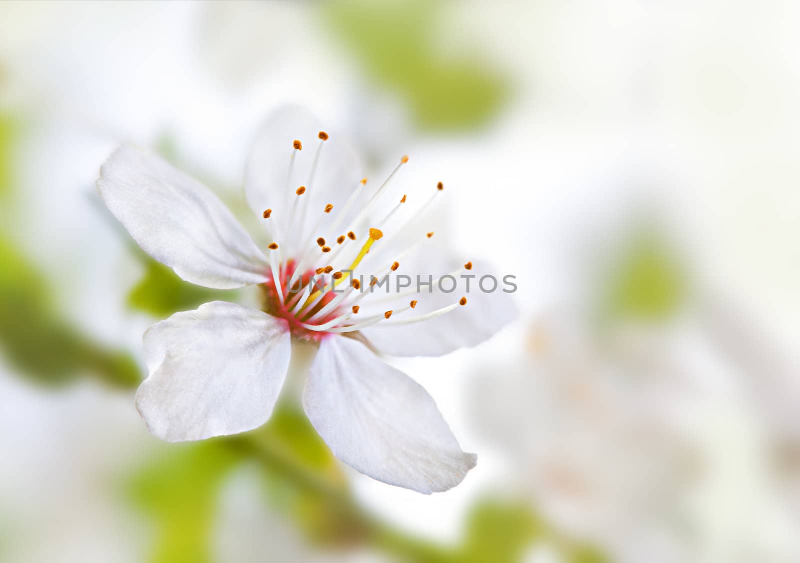 Soft floral background by palinchak