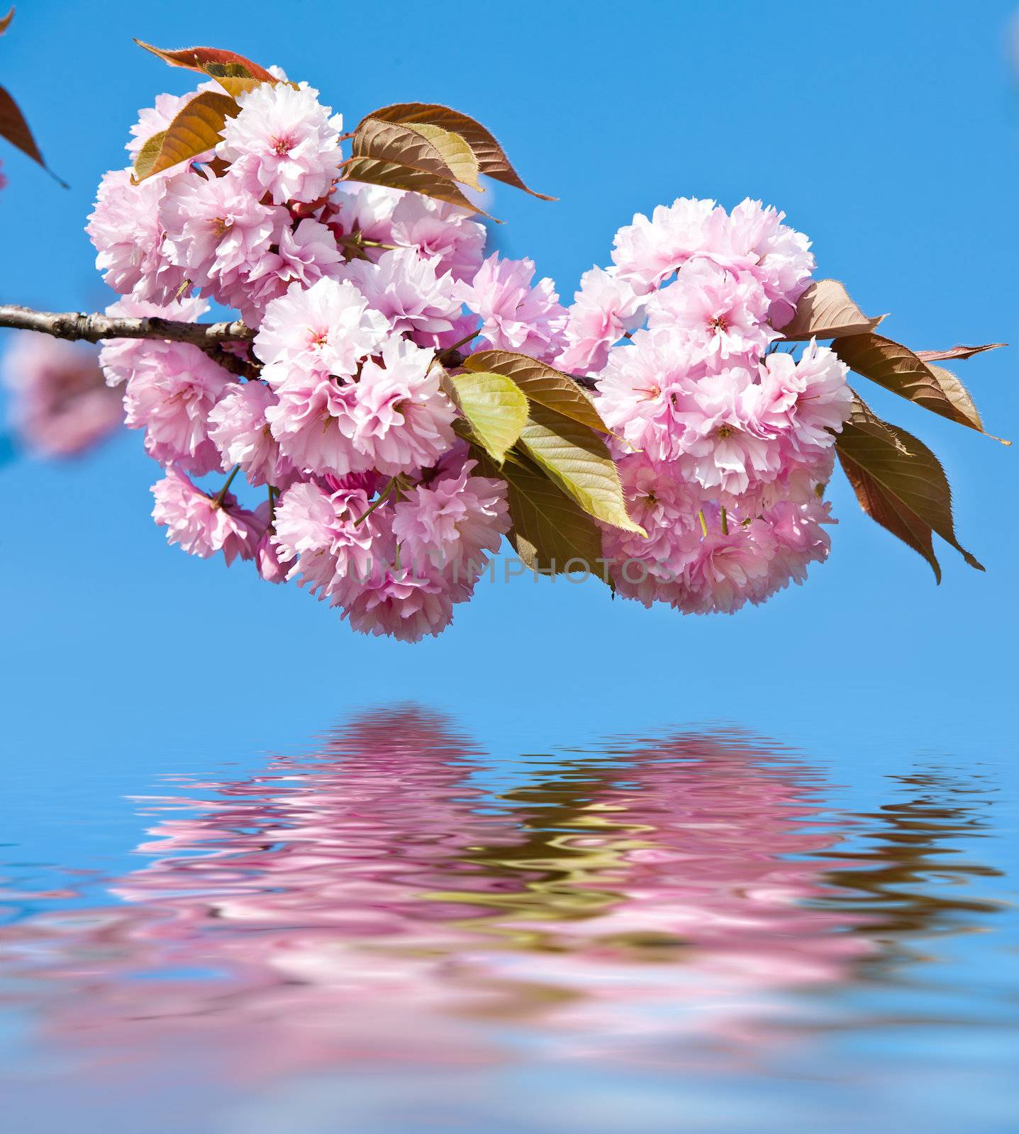 Soft pink Japanese cherry-tree blossom and water reflection. Sakura