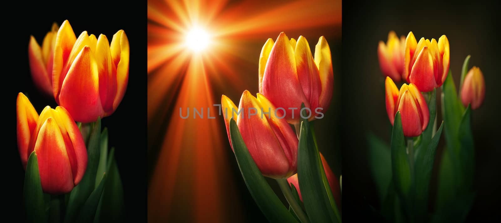 Yellow red tulips bouquet set