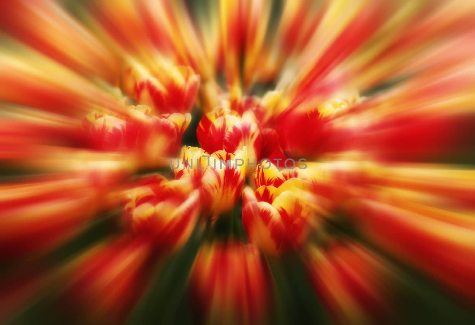 Tulips. A soft floral background with motion blur
