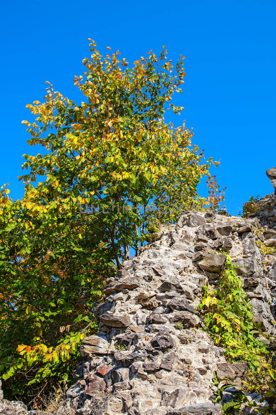 Nevitsky Castle. The wall of an old castle in early autumn