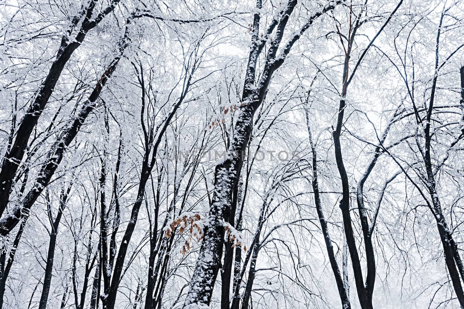 winter forest by palinchak