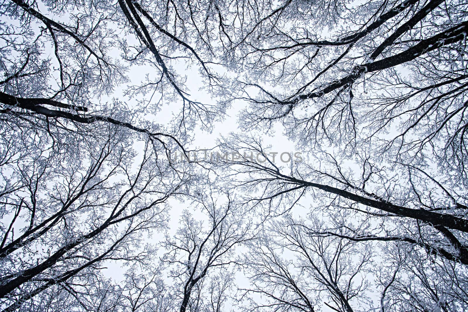  winter forest by palinchak