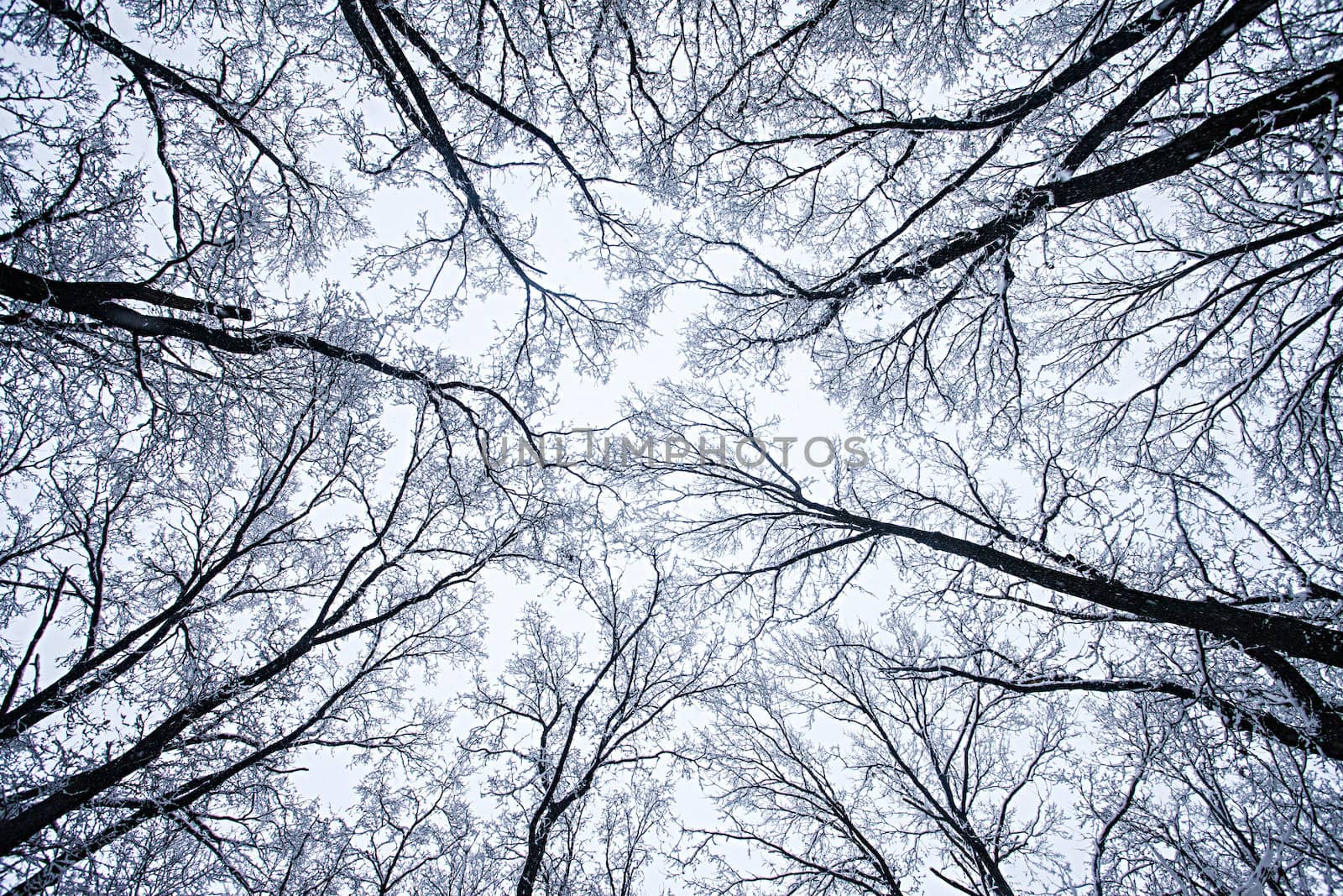  frozen trees in winter forest