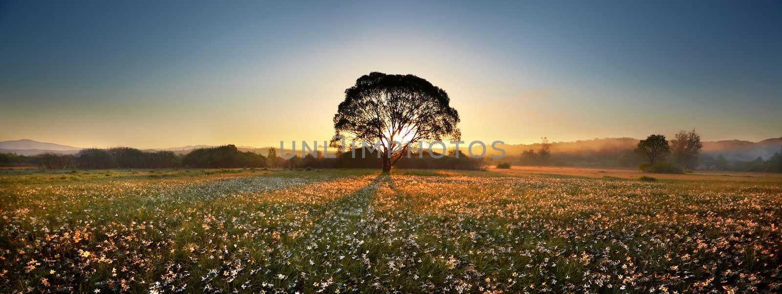 Morning on narcissus field. Panorama.