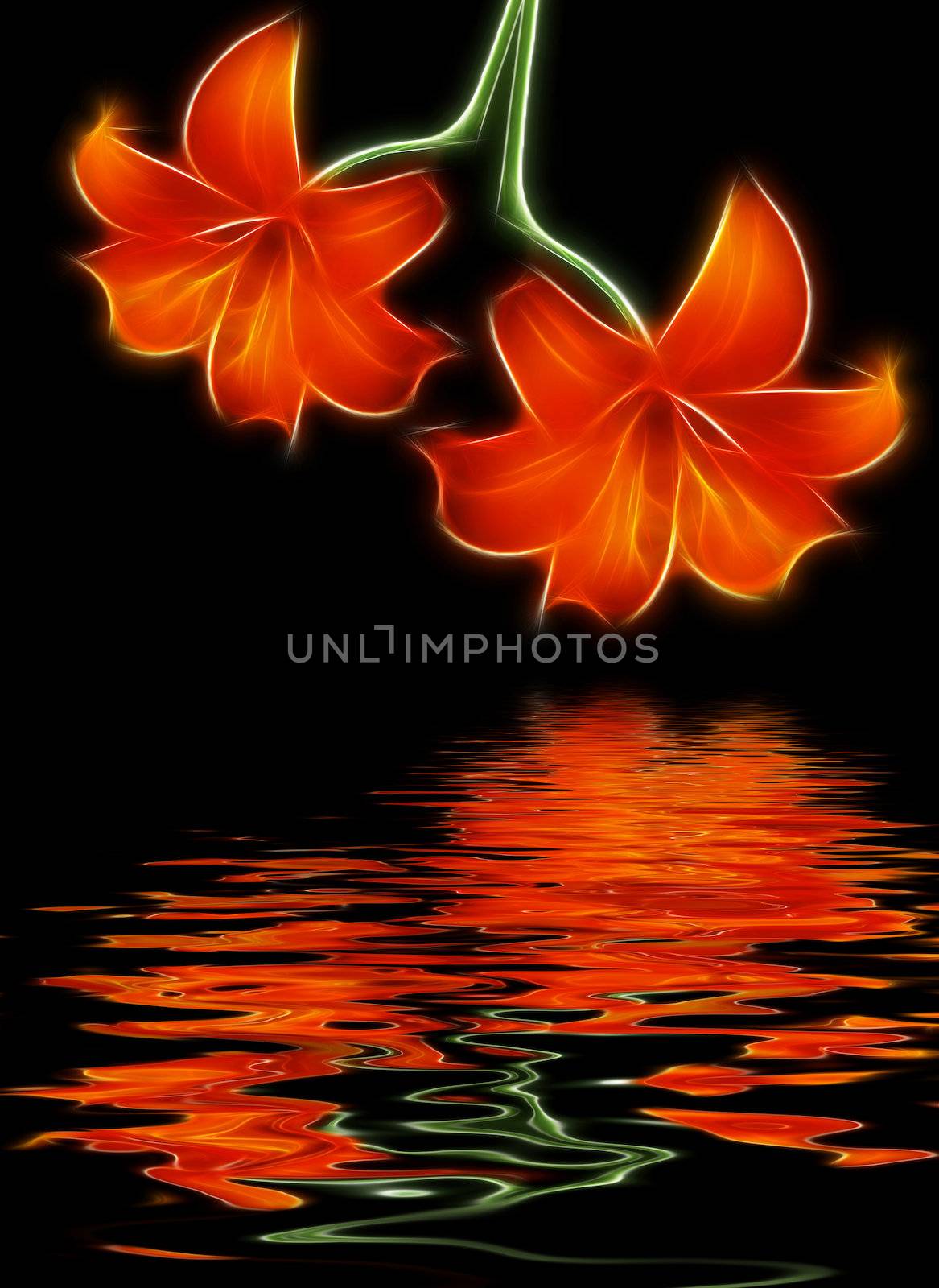Two red lilies and water reflection