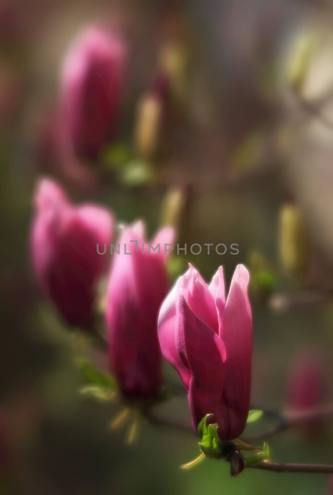 Magnolia