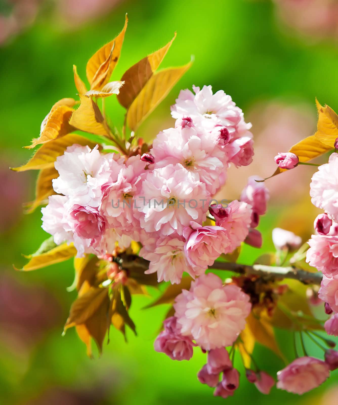Sakura by palinchak