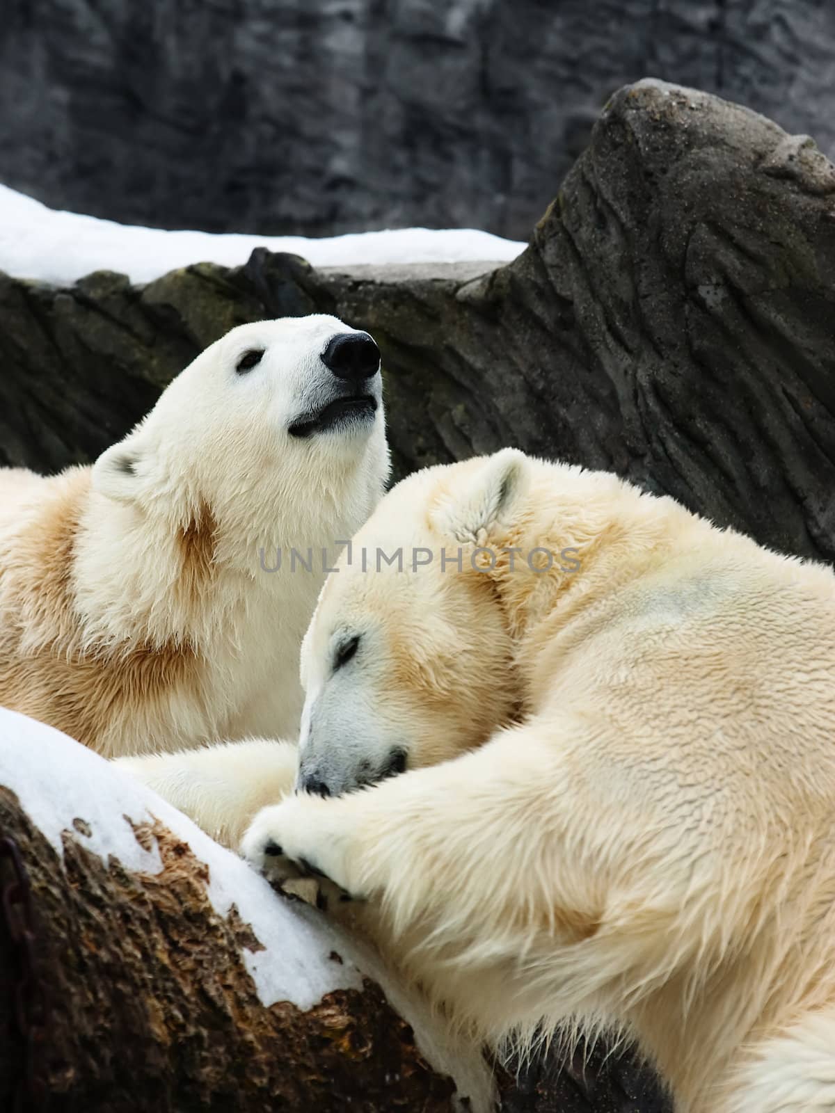 Two polar bears by palinchak