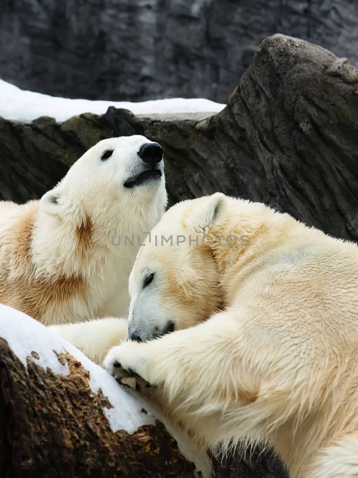 Two polar bears