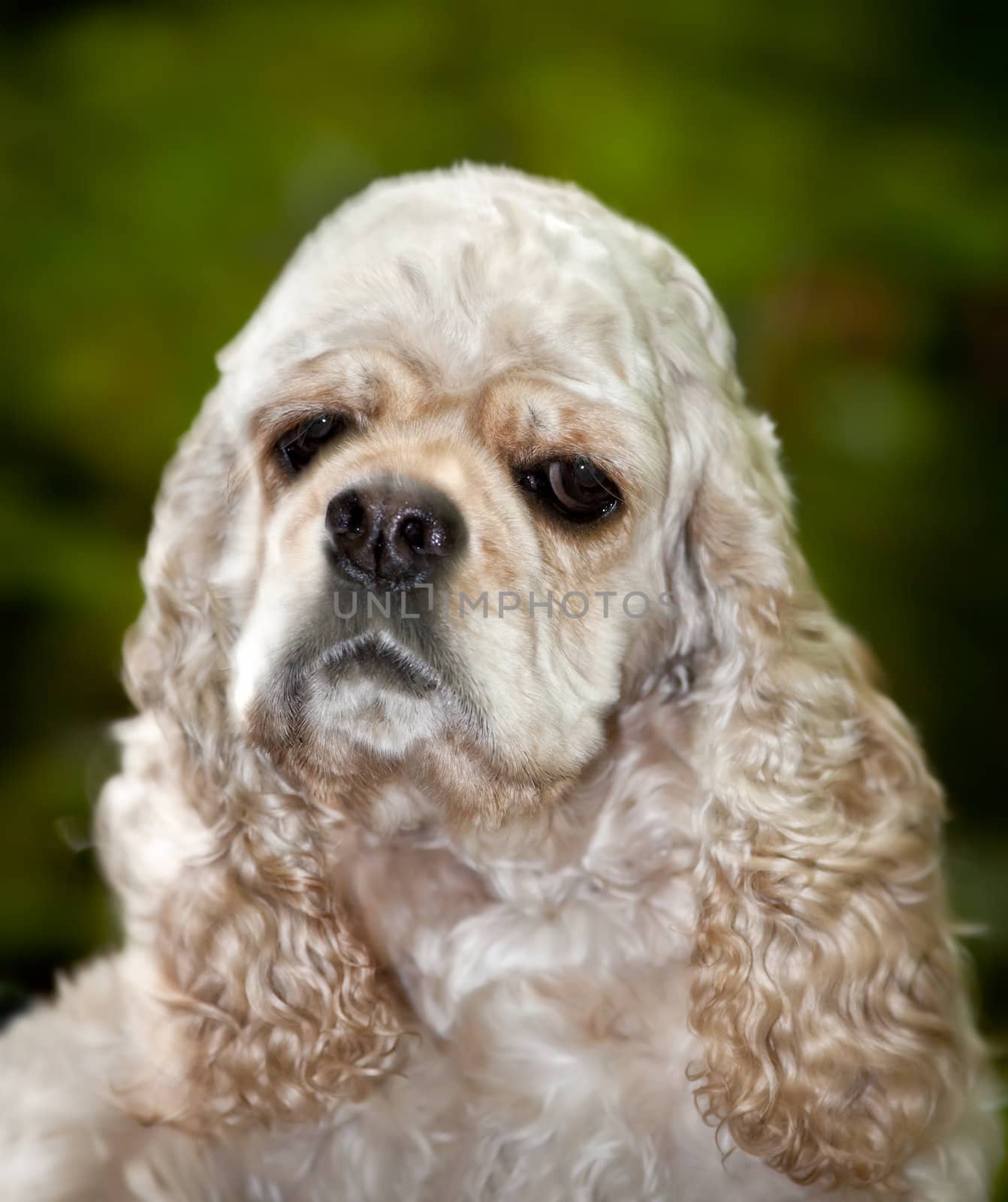 American Cocker Spaniel (1,5 years) on blured background