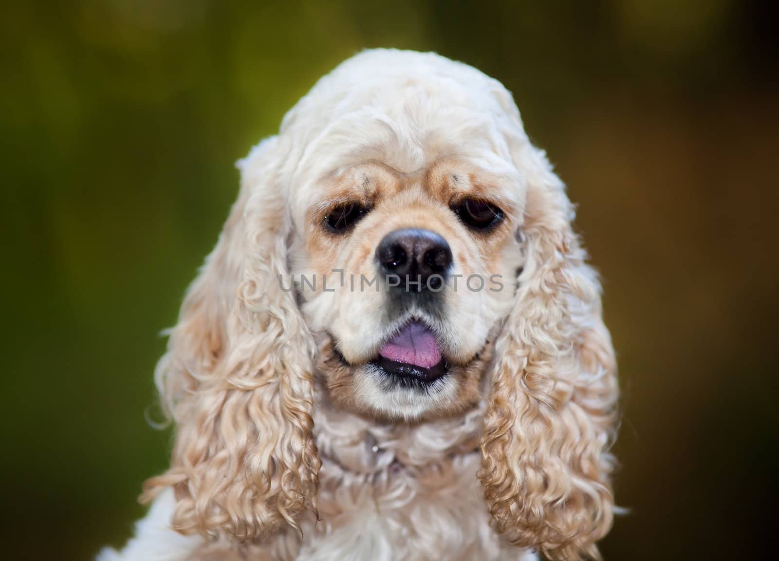 American Cocker Spaniel (1,5 years) by palinchak