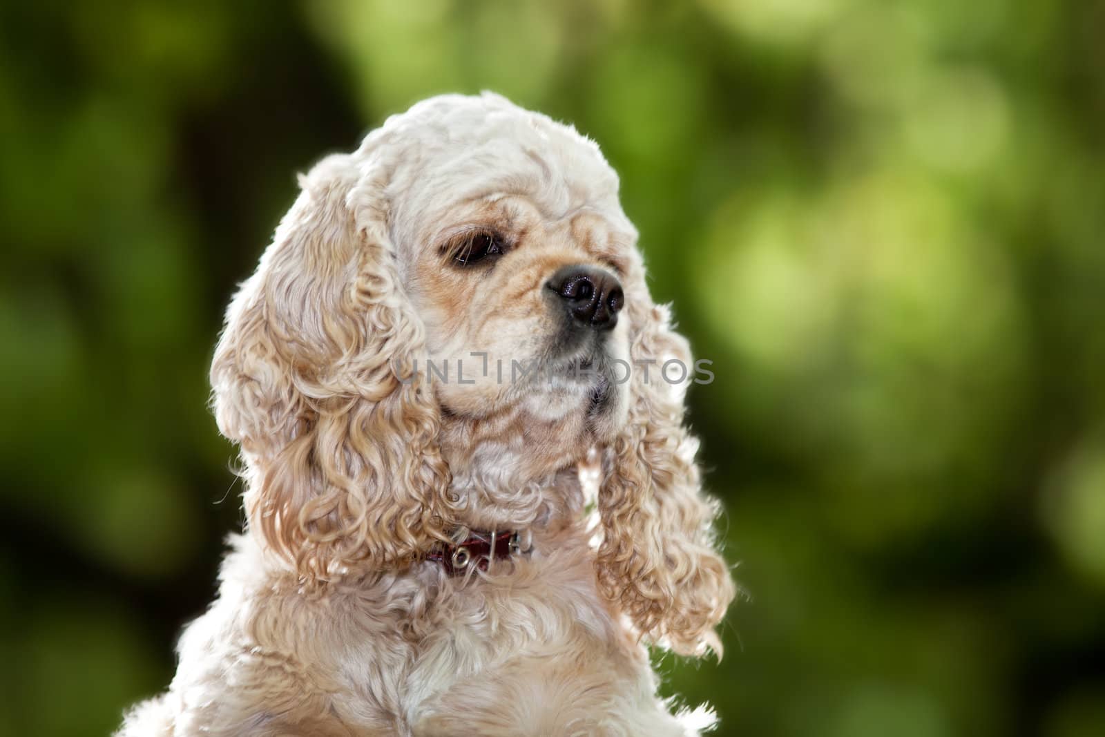 American Cocker Spaniel (1,5 years) on blured background