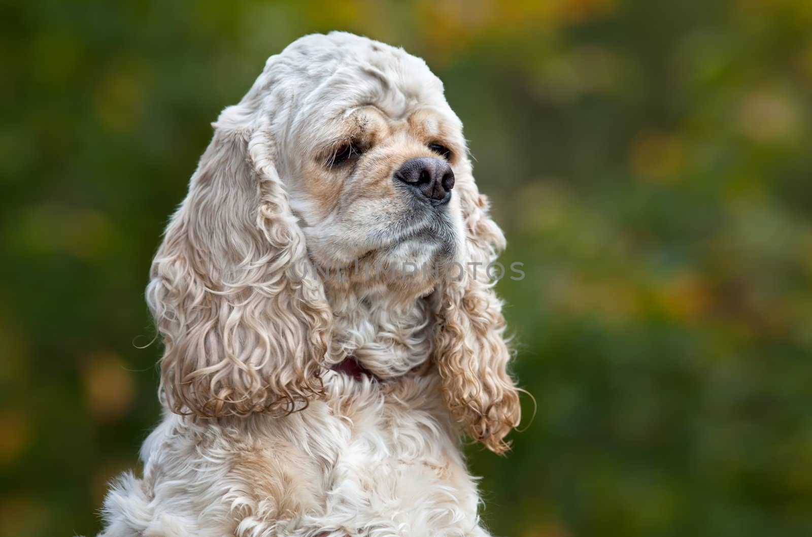 American Cocker Spaniel (1,5 years) on blured background