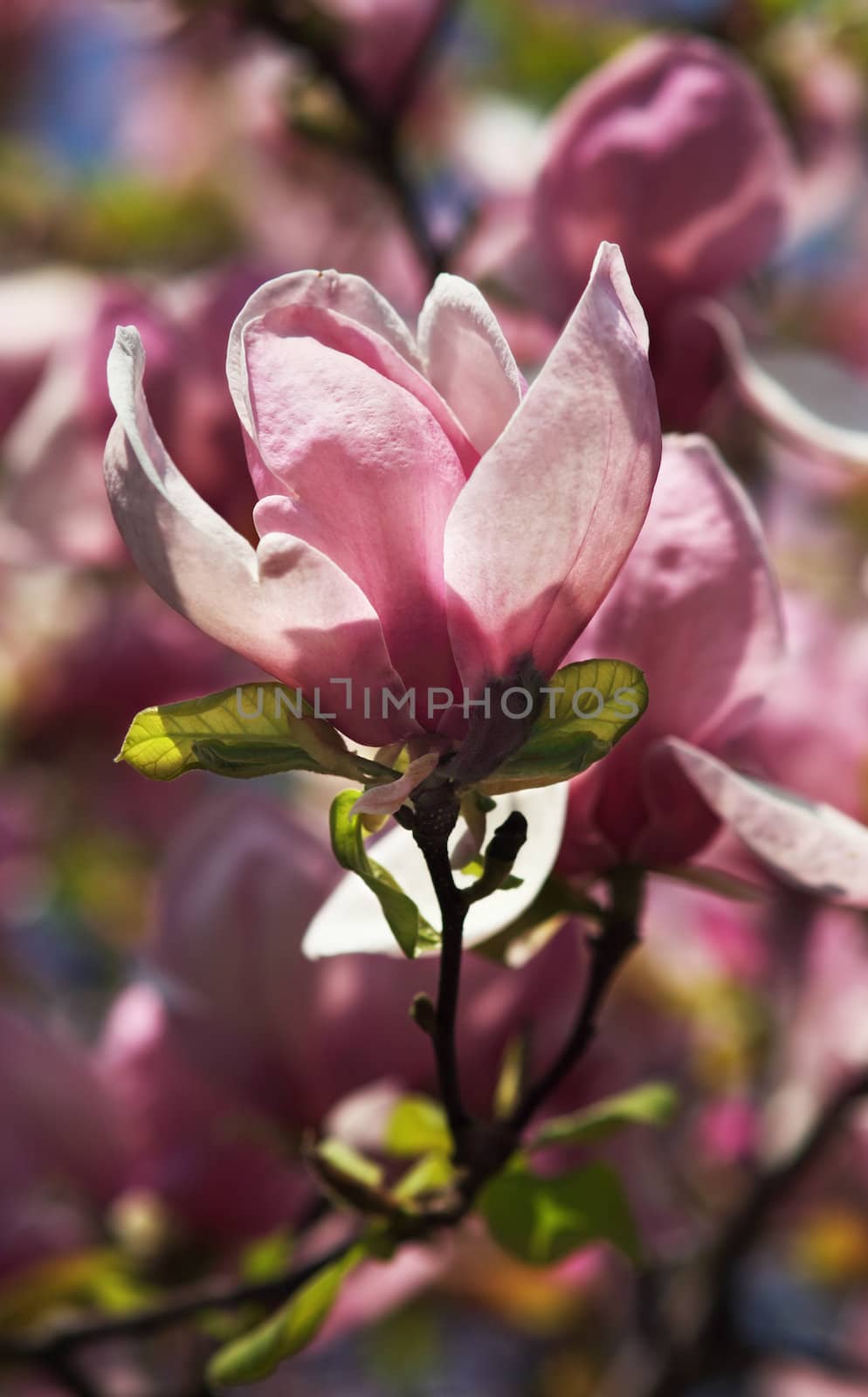 Magnolia by palinchak