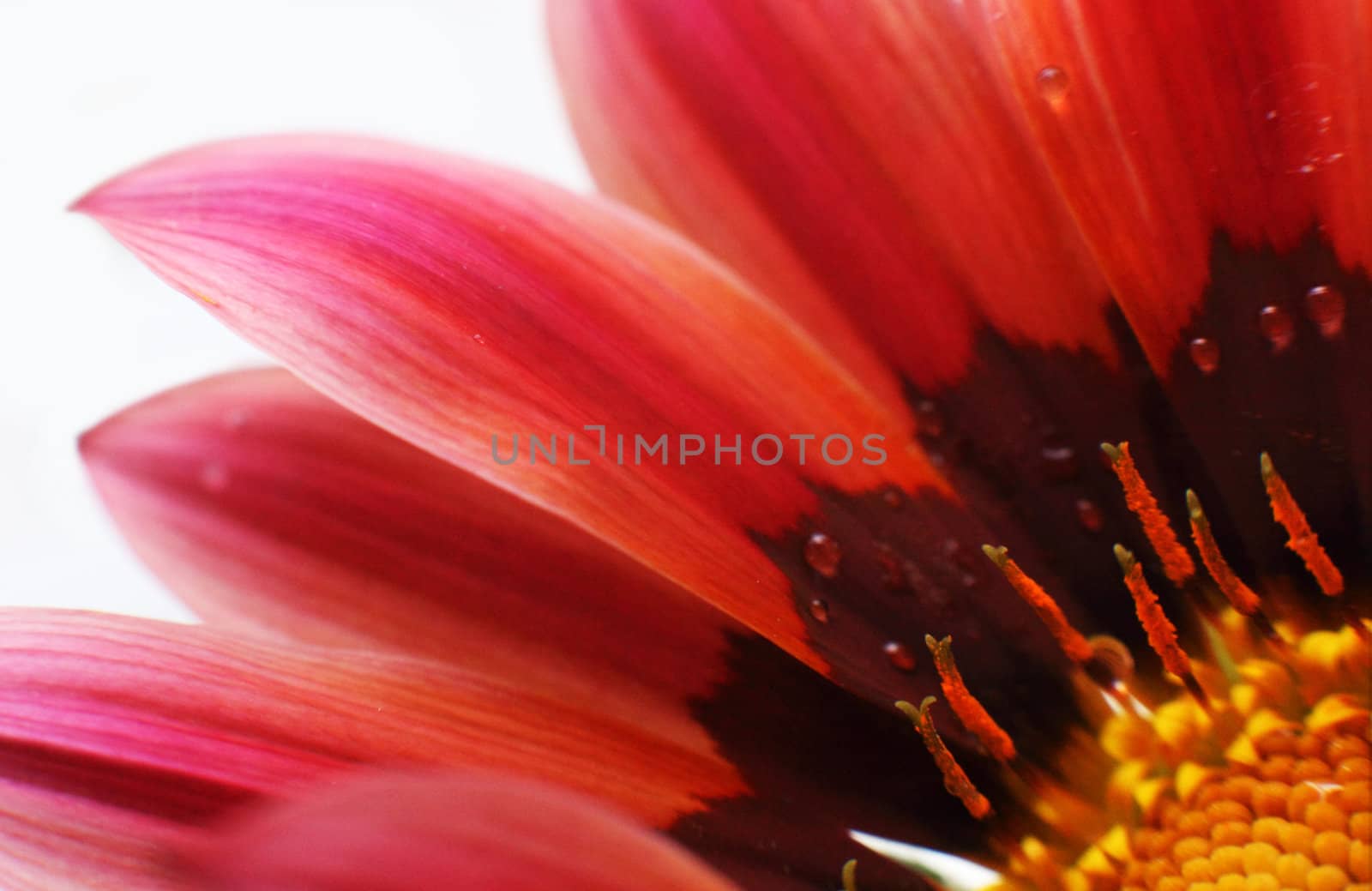 Abstract beautiful flower, colorful floral background , wet red petals, nature macro details