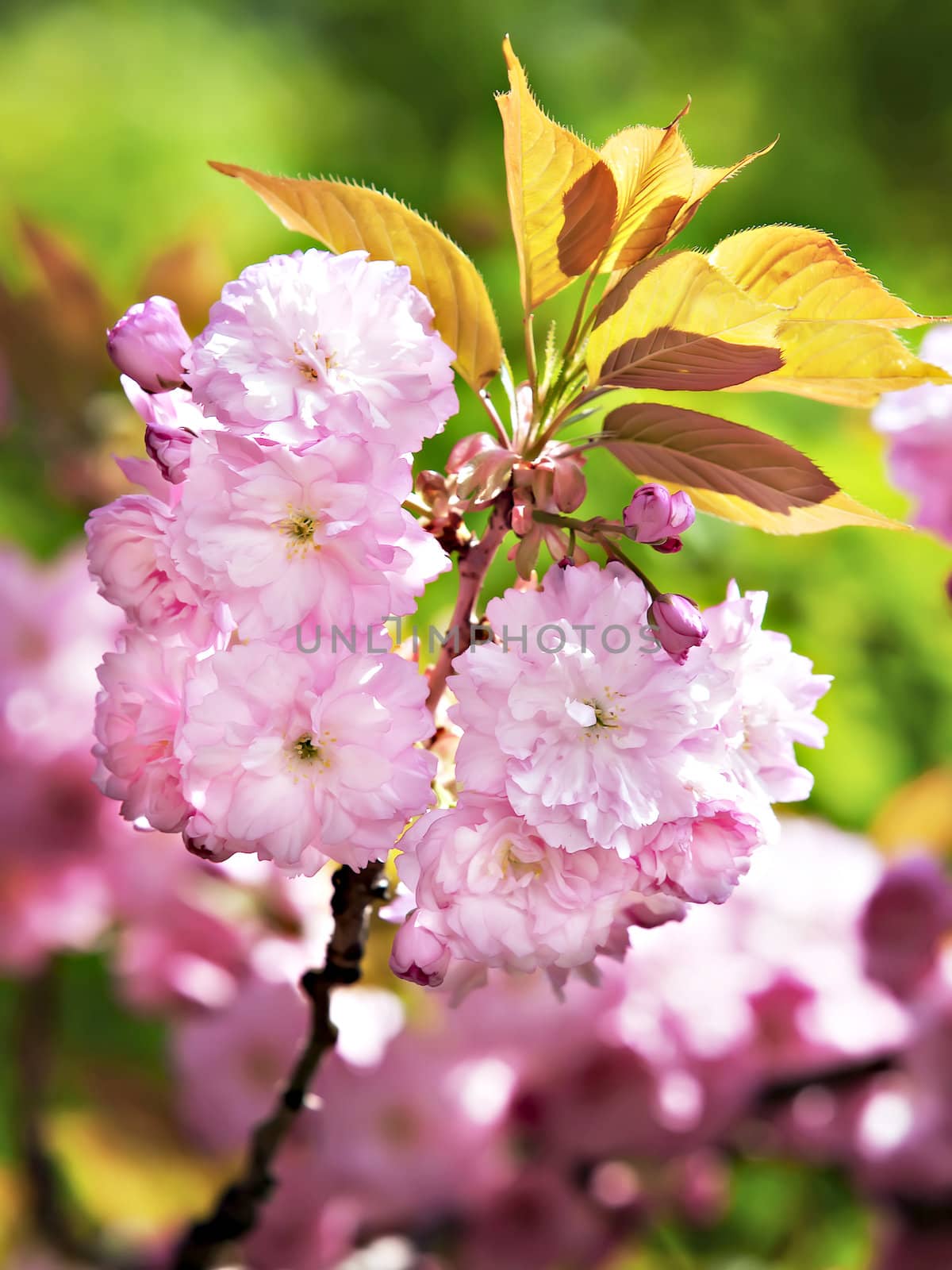 Sakura. Soft glow of Japanese cherry-tree blossoms in sun light