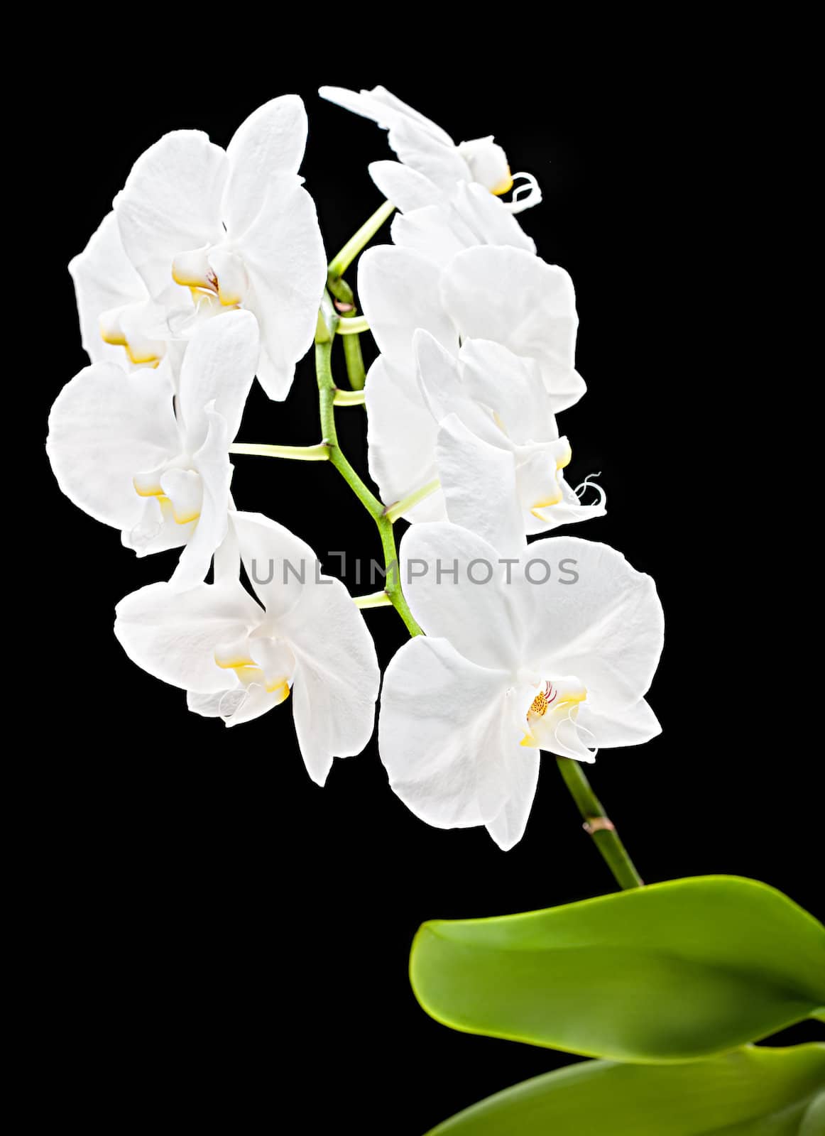 Phalaenopsis. White orchid on black background