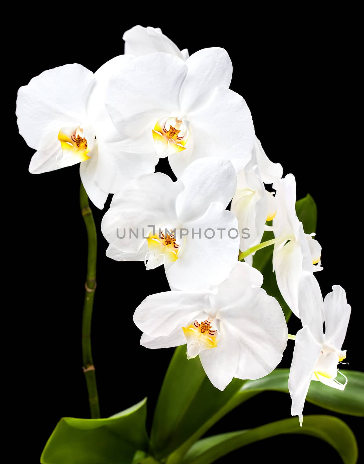 Phalaenopsis. White orchid on black background