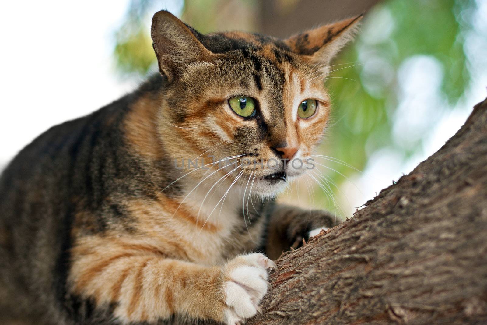 Portrait of a domestic cat climbing on a tree in search of prey