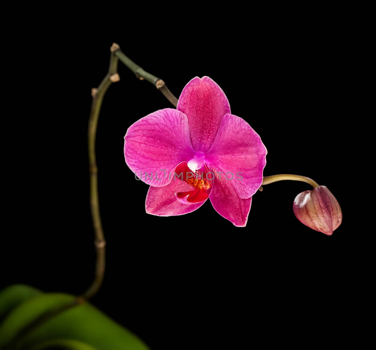 pink orchid by palinchak