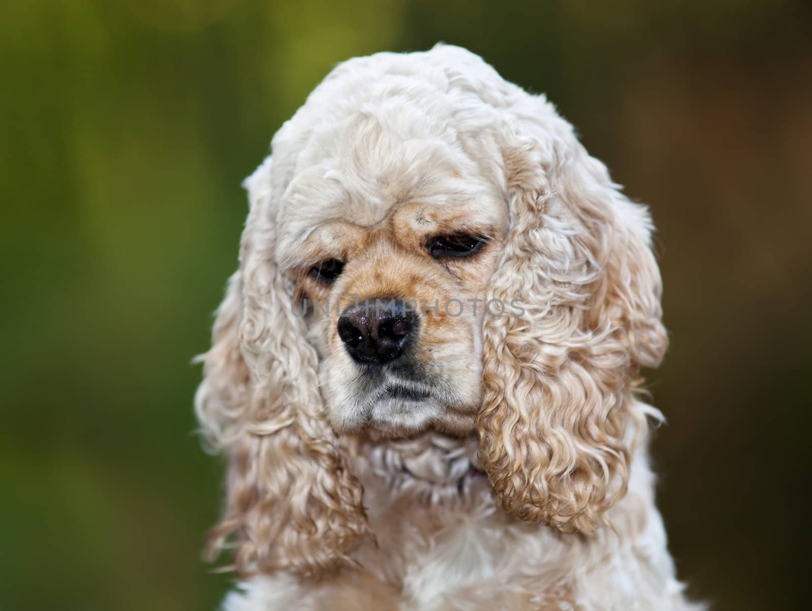 American Cocker Spaniel (1,5 years) by palinchak