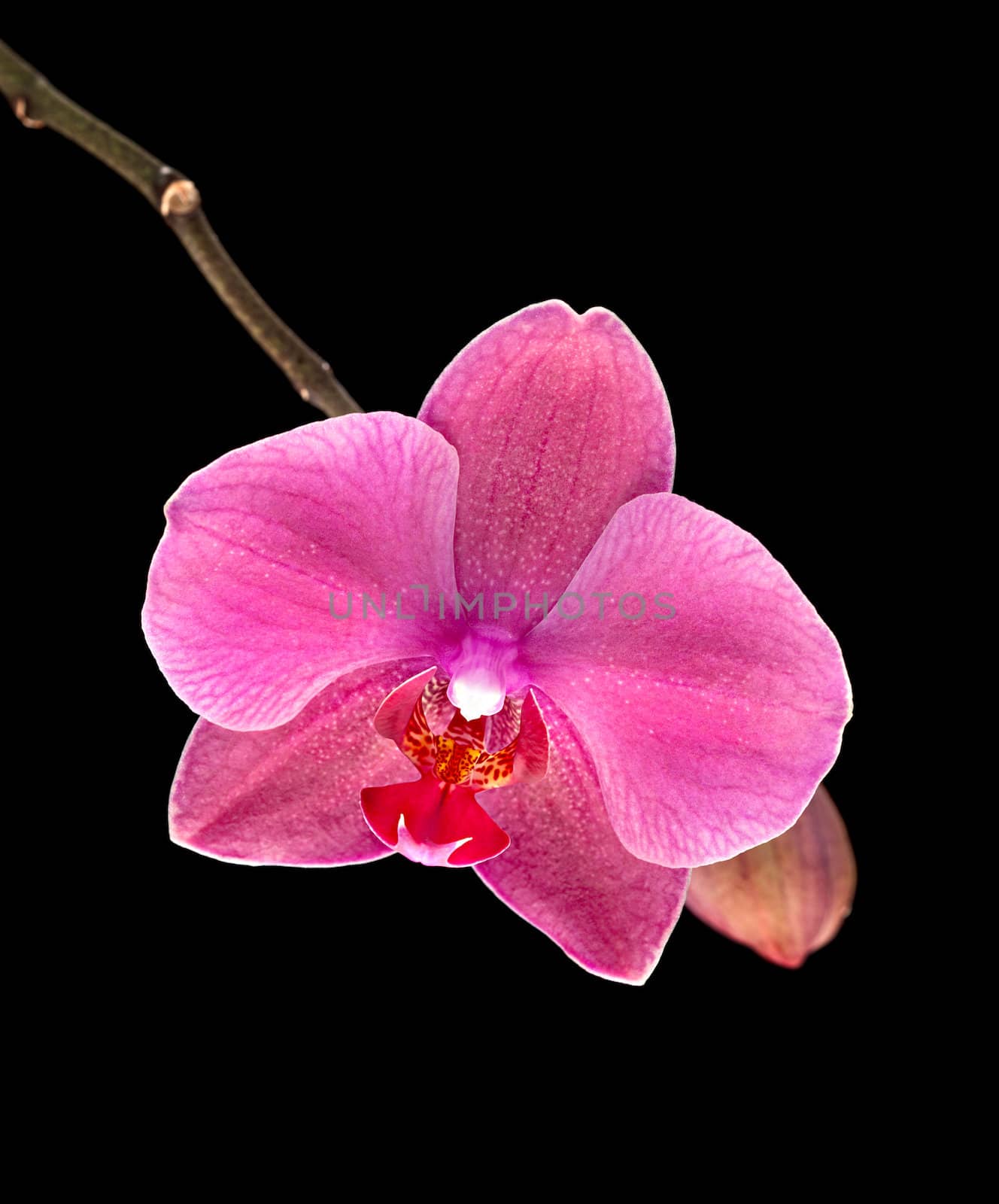 Colorful pink orchid on black background