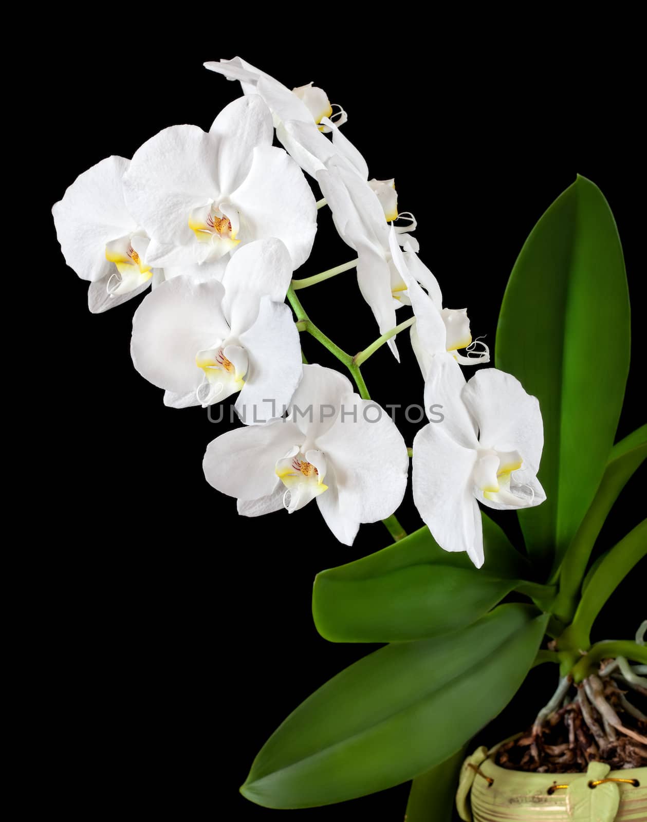 White orchid by palinchak