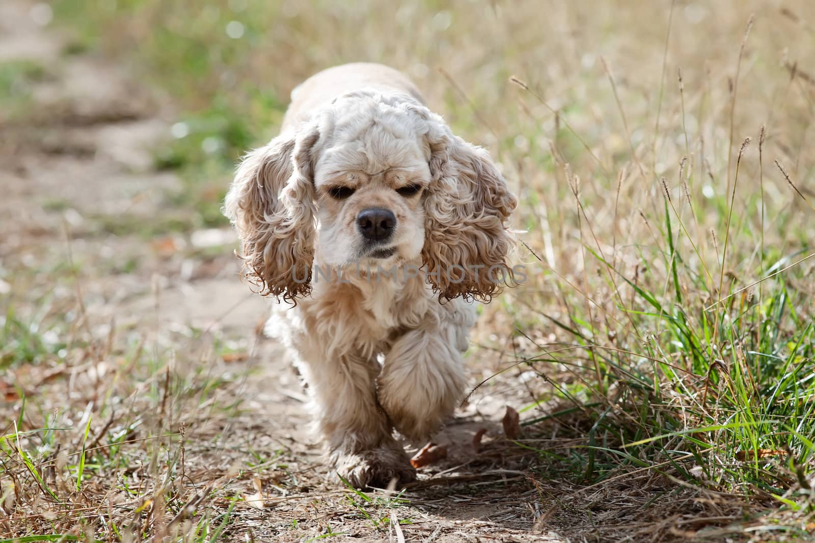 American Cocker Spaniel (1,5 years) by palinchak