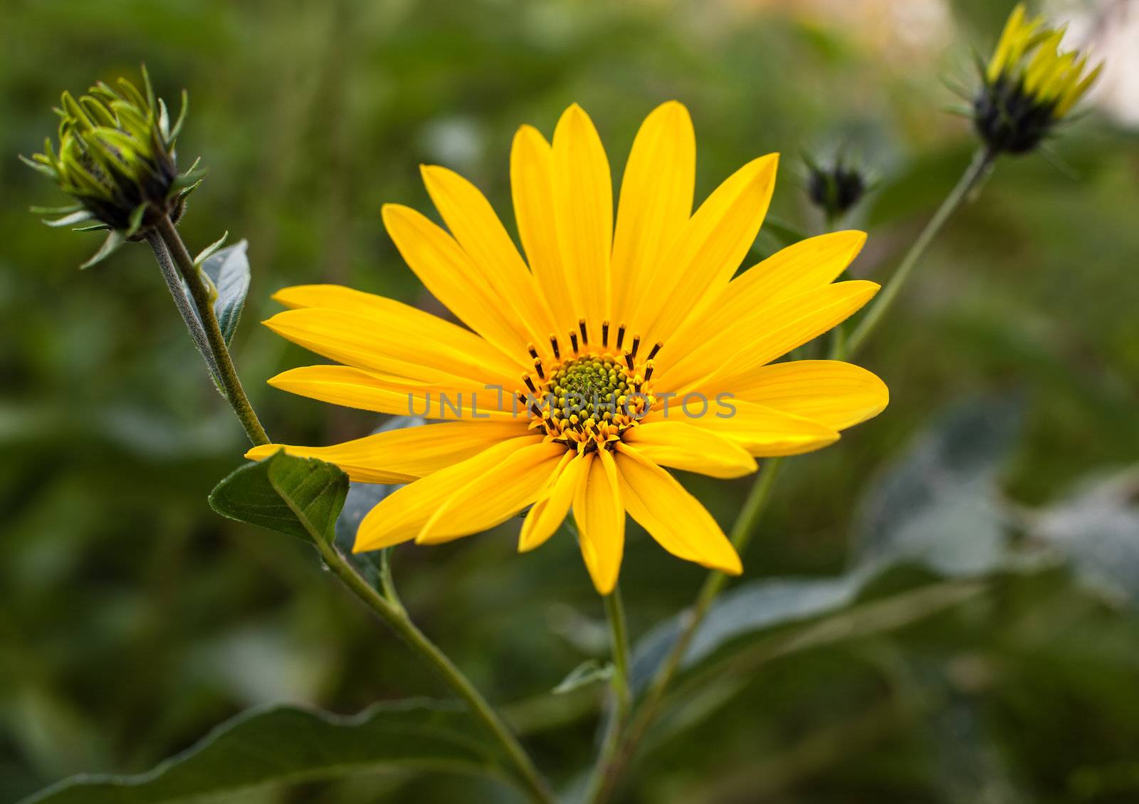 Topinambur. Jerusalem artichoke on soft nature  background