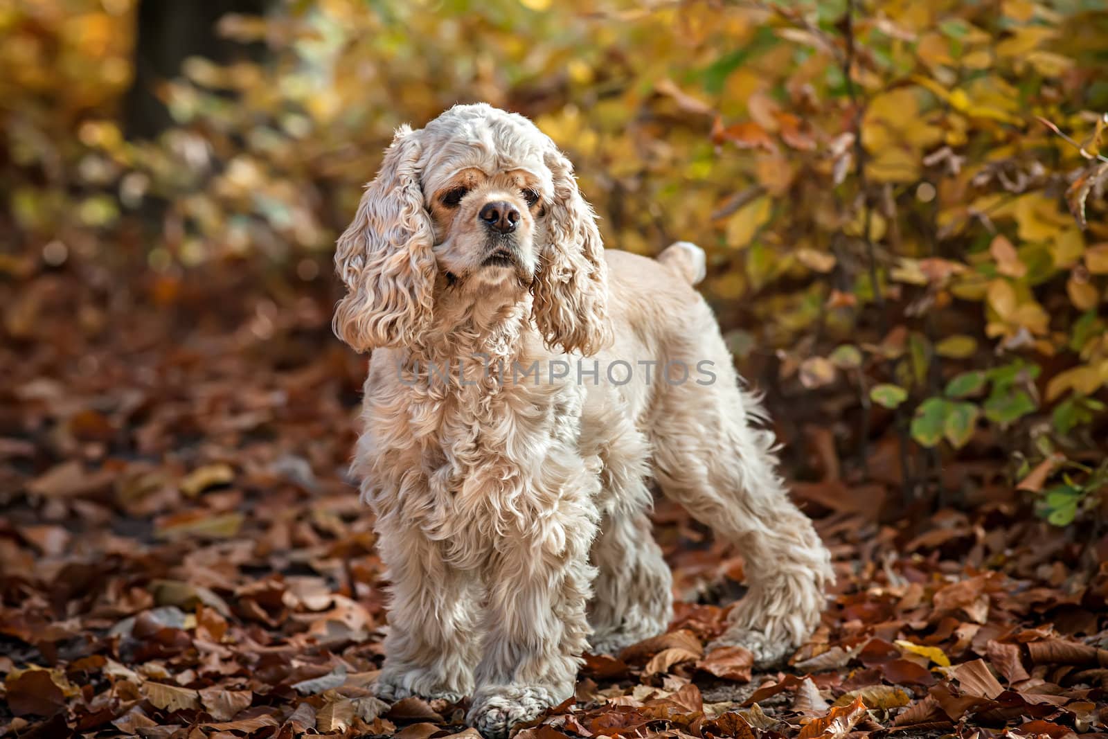 Young American cocker spaniel in autumn forest