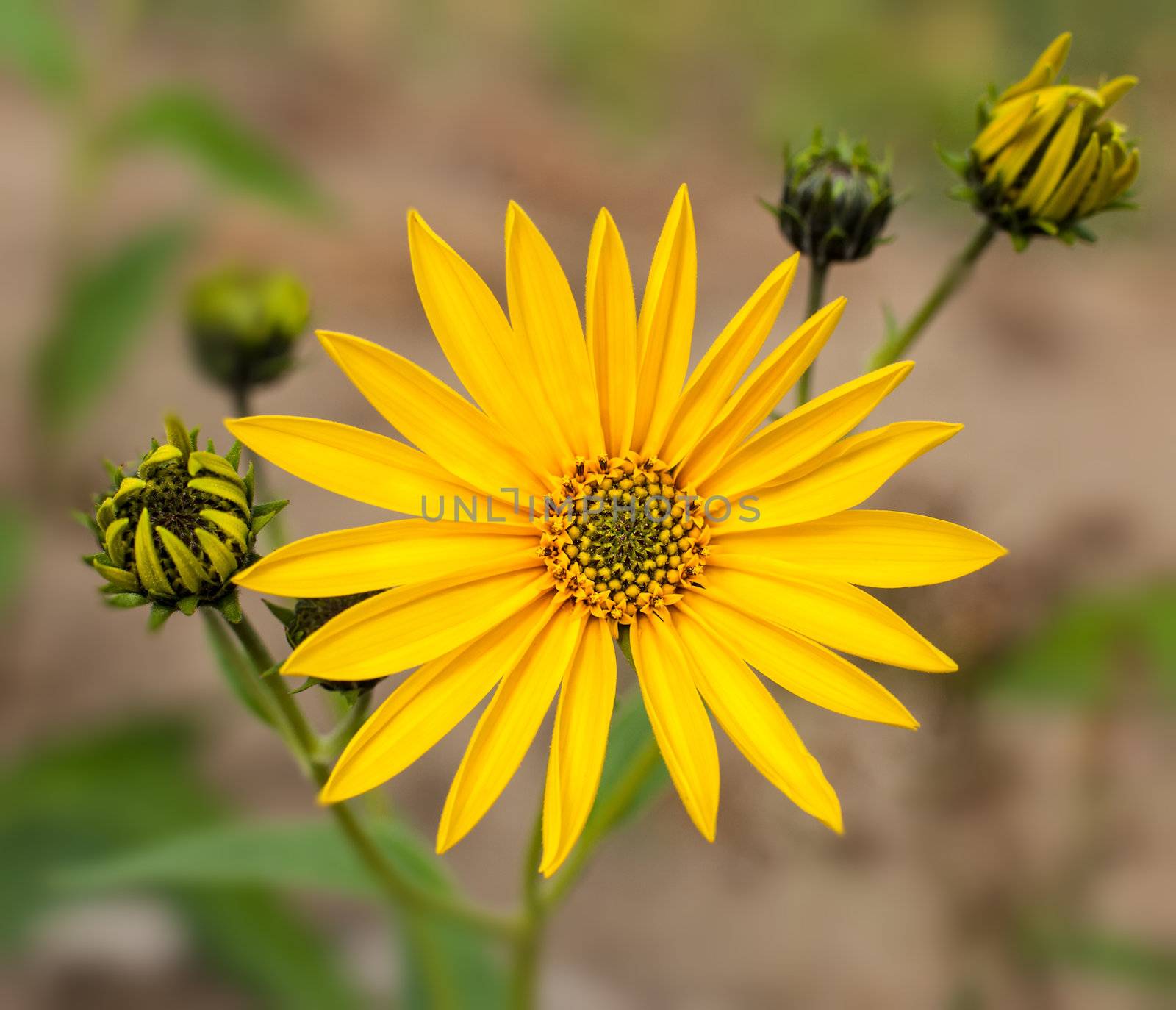 Topinambur. Jerusalem artichoke by palinchak