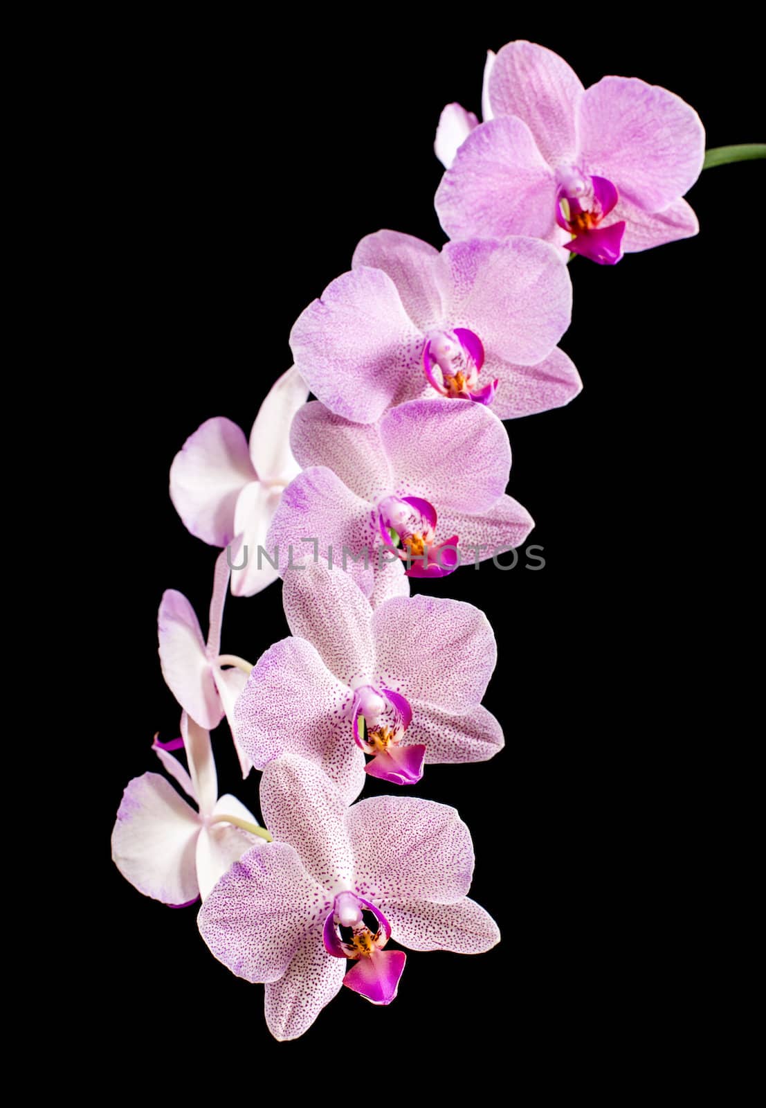 Phalaenopsis. Orchid on black background