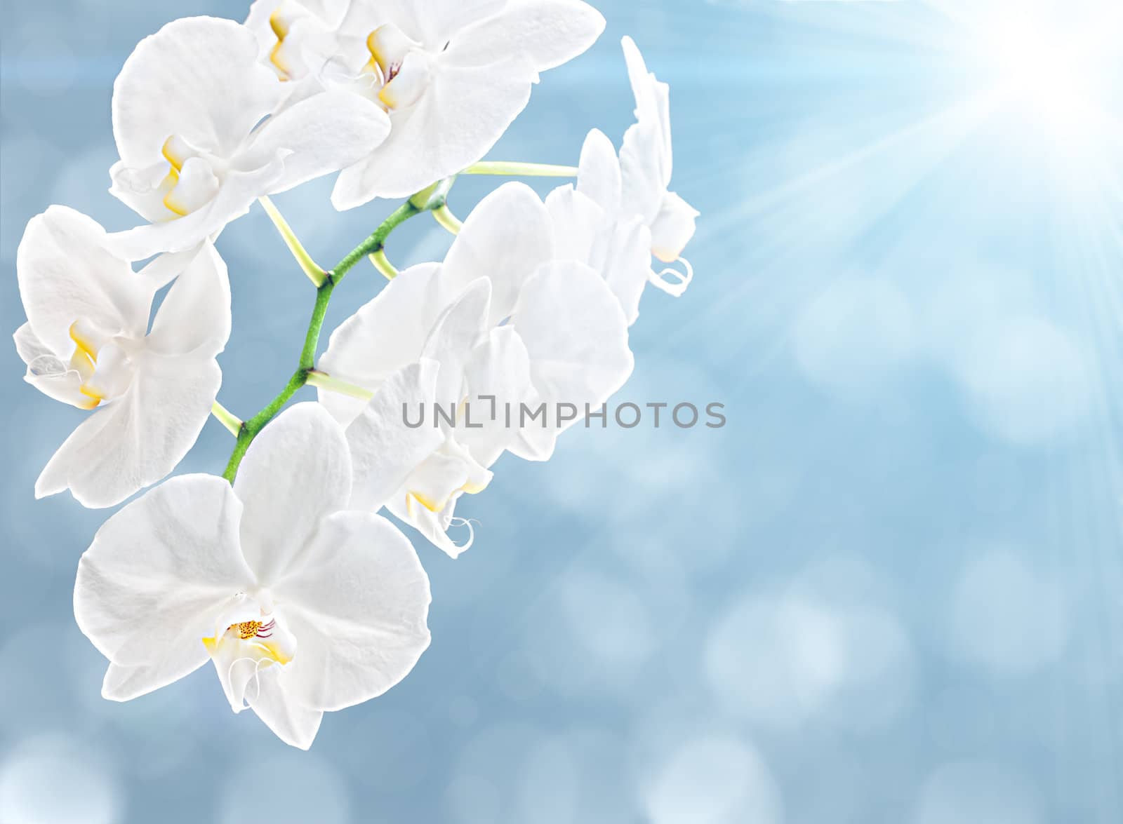 White orchid on soft blue background and sun light